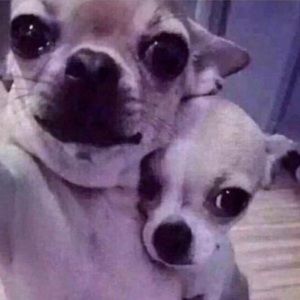 Meet your Posher, Nick